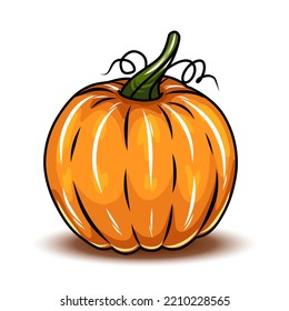 Orange pumpkin, different types of Cartoon pumpkins. halloween, fall harvest gourds. Pumpkins, squash and leaves vector symbols illustrations. Autumn thanksgiving and halloween pumpkins svg
