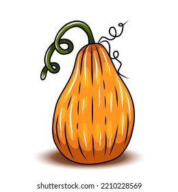 Orange pumpkin, different types of Cartoon pumpkins. halloween, fall harvest gourds. Pumpkins, squash and leaves vector symbols illustrations. Autumn thanksgiving and halloween pumpkins