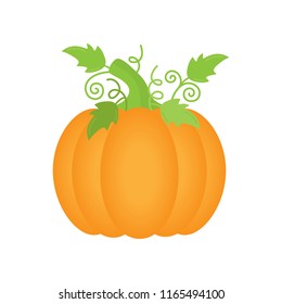 Orange pumpkin with green leaves and curly stems, vector illustration. Autumn halloween or thanksgiving pumpkin, vegetable graphic icon or print, isolated.