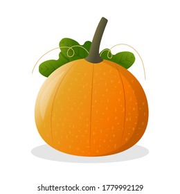 Orange pumpkin with green leaves and curly stems, vector illustration. Autumn Halloween or Thanksgiving pumpkin, vegetable graphic icon or print isolated on white background.