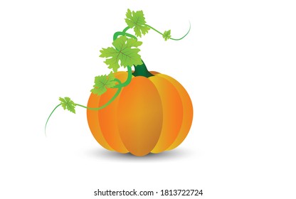 Orange pumpkin with green leaves and curly stems, vector illustration. Pumpkin Isolated on White. Flat Design Style. Vector illustration