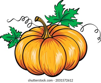 
Orange pumpkin with green leaves , vector illustration.
Autumn halloween or thanksgiving pumpkin, vegetable graphic icon or print, isolated.