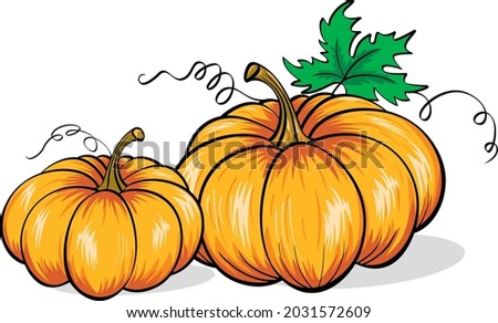 
Orange pumpkin with green leaves , vector illustration.
Autumn halloween or thanksgiving pumpkin, vegetable graphic icon or print, isolated.
