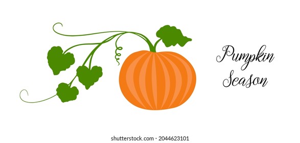 Orange pumpkin, halloween design, fall or autumn pumpkin illustration with green vine leaves and orange gourd. October harvest season vector, farm vegetable that is healthy and nutritious