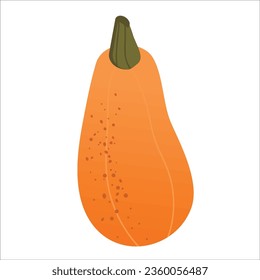 Orange pumpkin isolated on white background. Vector illustration. Cute orange pumpkin  