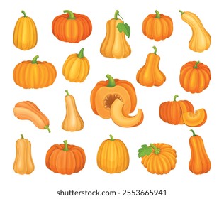 Orange Pumpkin Ripe and Bright Garden Crop Vector Set