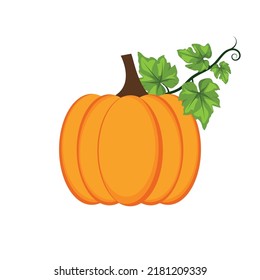 orange pumpkin with stem and green leaves on a white background. autumn vegetable illustration