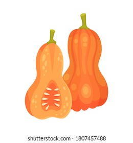 Orange Pumpkin as Thanksgiving Day Attribute Vector Illustration