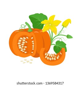 Orange pumpkin vegetable with green leaves, yellow blossoms and pumpkin seeds botanical illustration isolated on white background. Cucurbita pepo fruit in flat design. Cross section of pumpkin.