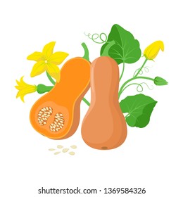 Orange pumpkin vegetable with green leaves, yellow blossoms and pumpkin seeds botanical illustration isolated on white background. Cucurbita moschata  fruit in flat design. Butternut squash cut piece.