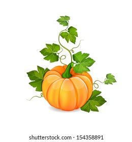 Orange pumpkin vegetable with green leaves isolated on white