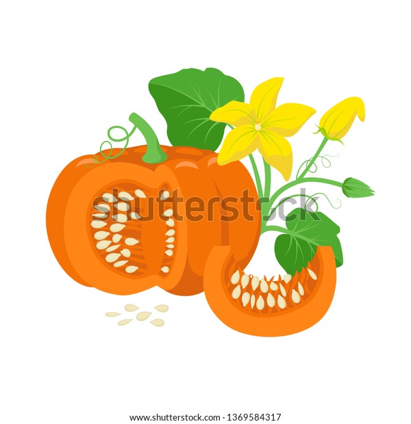 白い背景にオレンジのカボチャと緑の葉 黄色の花 カボチャの種子の植物イラスト ククリビタペポフルーツを平らなデザイン カボチャの断面 のベクター画像素材 ロイヤリティフリー 1369584317