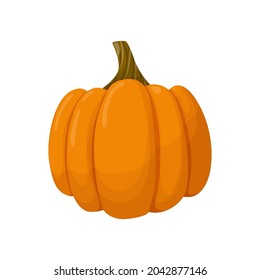 Orange pumpkin. Vegetable illustration isolated on white background.