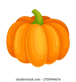 Orange Pumpkin Vegetable Isolated on White Background Vector Illustration