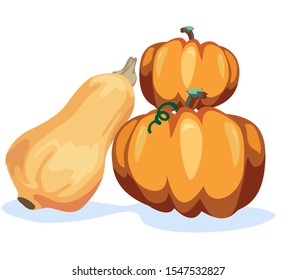 orange pumpkins and butter squash on white backgrounds