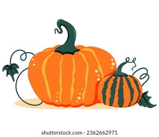 Orange pumpkins. Fall vegetable. Vector illustration. 