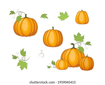 Orange pumpkins isolated on a white background. Set of autumn pumpkins with leaves vector design