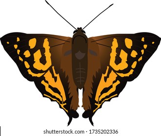 Mariposa naranja punch, Dodona egeon