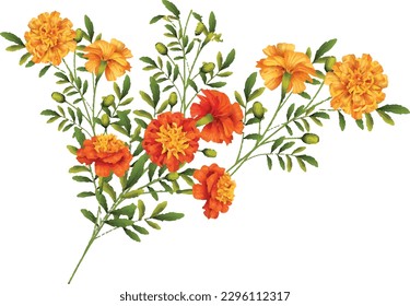 orange and red marigold branch illustration