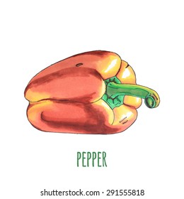orange and red mature pepper isolated on white, hand drawn,  vector illustration