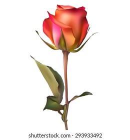 Orange red Rose. EPS 10 vector file included