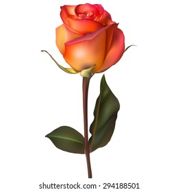 Orange red Rose. EPS 10 vector file included