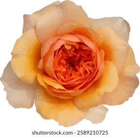 orange rose flower blooming vector51