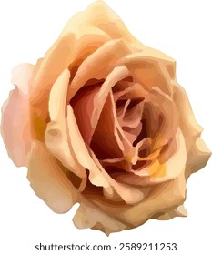 orange rose flower blooming vector58