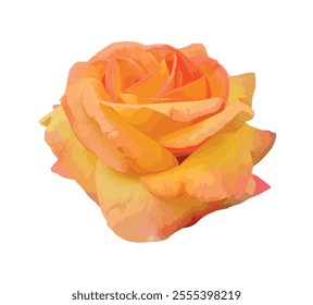 An orange rose isolated on white background. Rosa 'Louis de Funès' (MEIrestif) is an orange hybrid tea rose, bred by Marie-Louise Meilland. Large, high-centered, double bloom, color orange-nasturtium.