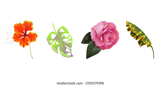 Orange Rose Mallow. Green Monstera. Pink Balsam. Yellow Banana Leaf. Vector illustration. Isolated illustration element. Floral botanical flower. Wild leaf wildflower isolated. Exotic tropical.