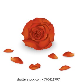 Orange rose vector illustration