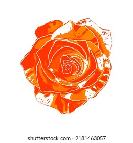 Orange rose. Vector. Isolated flower on a white background. Multicolored color. Use as a floral element for design, decoration, scrapbooking, etc.