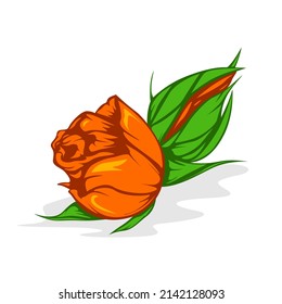 Orange Roses Flower Isolated on White Background