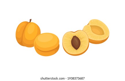 Orange Round Apricot Drupe Fruit Showing Firm Flesh and Kernel Vector Set