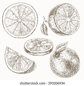 Orange set. Cut fruit. Hand drawn illustration of food sliced ingredients. Vector