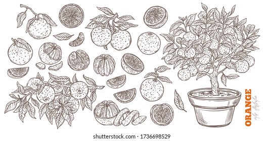 Orange set with cut and slices fruit isolated on white.  Tangerine and mandarin branches with leaves and blooming flowers. Growing of orange tree. Vector sketch hand drawn food