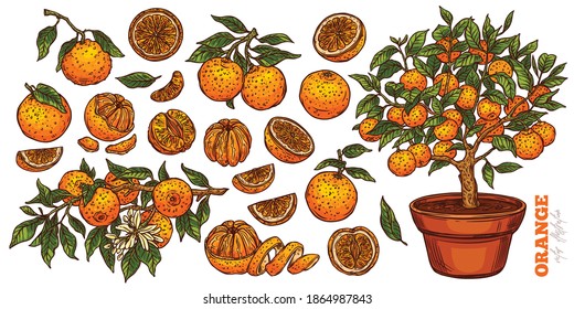 Orange set with cut and slices fruit isolated on white.  Tangerine and mandarin branches with leaves and blooming flowers. Growing of orange tree. Vector sketch hand drawn food