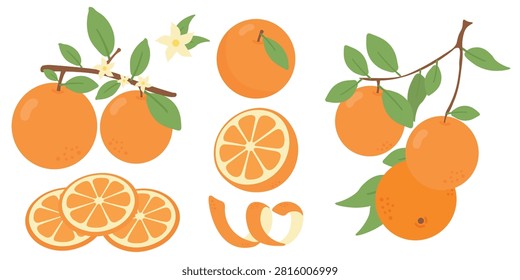 Orange set with fresh fruit on a branch. Vector clipart set of fresh orange fruits on branches with green leaves, white blossoms, orange slices, and spiral peel isolated on white background. Ideal for juice packaging and menu design.
