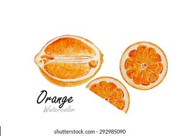 Orange set. Hand drawn watercolor painting on white background.Vector illustration