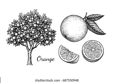 Orange set. Isolated on white background. Hand drawn vector illustration. Retro style ink sketch.