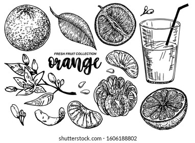 Orange set sketch. Collections of  Oranges. Branches with citrus fruits. Flowering plant with leaves. Hand drawn vector illustration. Perfect for packing, greeting cards, invitations, prints etc