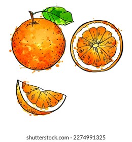 Orange set watercolor sketch vector illustration on white background.