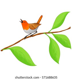 Orange singing bird sitting on a branch with leaves isolated on a white background. The bird called Japanese Robin.
