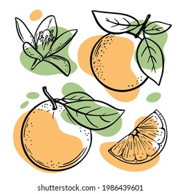 ORANGE SKETCH Juicy Delicious Tropical Fruit Citrus Flower And Slice For Design Of Organic Natural Products Shop And Dessert Drinks Vector Illustration Set