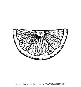 Orange sketch outline illustration. Natural plant drawing in engraving style for culinary, wellness, garden, and healing. Hand-drawn floral vector clipart