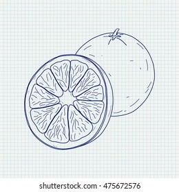 Orange. Sketch. Vector illustration on notebook sheet background