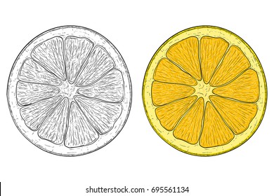 Rodaja de naranja. Bosquejo dibujado a mano en blanco y negro y de color. Ilustración vectorial aislada sobre fondo blanco