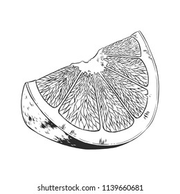 Orange slice, fruit. Highly detailed vector hand drawn illustration.