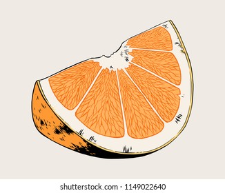 Orange slice, fruit. Highly detailed vector hand drawn illustration.