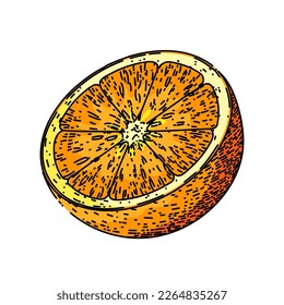 orange slice hand drawn vector. fruit half, citrus fresh, cut closeup, vegetarian piece, juicy organic, ripe juice, sweet food orange slice sketch. isolated color illustration